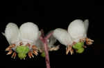 Pipsissewa <BR>Spotted wintergreen